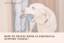 How to travel with an emotional support animal?