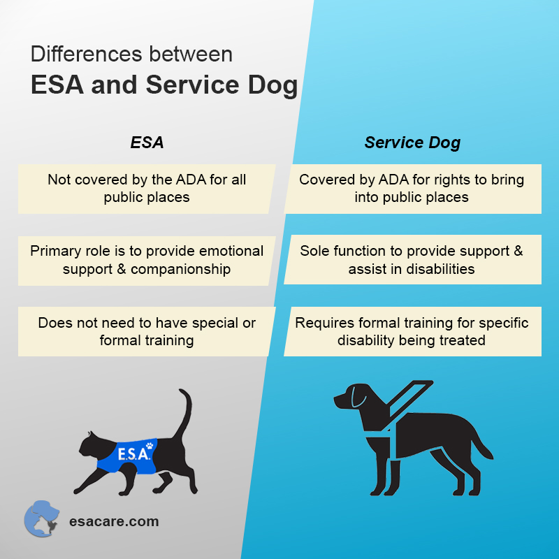 Can You Bring An Emotional Support Dog On A Plane Can You Bring An Emotional Support Dog On A Plane