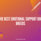 1 The Best Emotional Support Dog Breeds