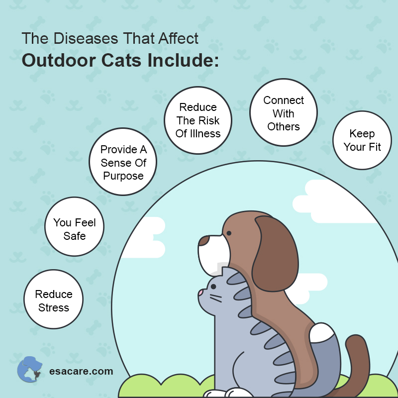 Diseases in Dogs