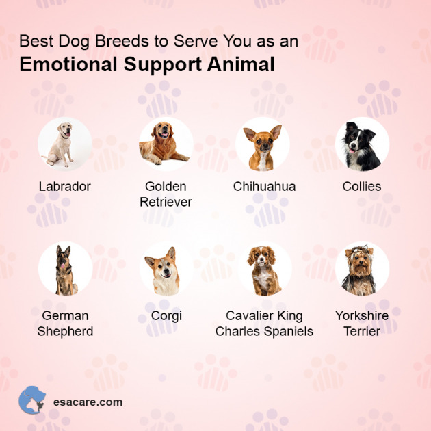 Little-Known Benefits of Emotional Support Animals - ESA Care