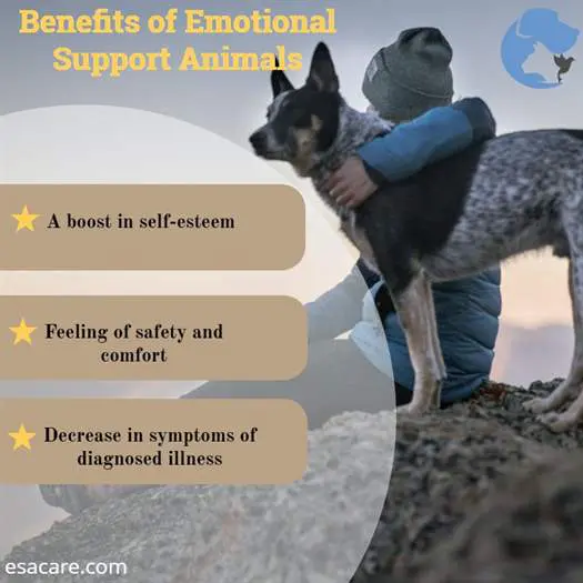 Emotional Support Animals - Temu
