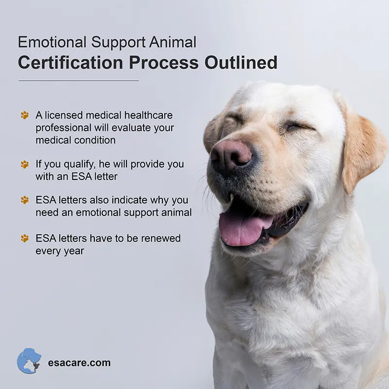 How to get your dog certified as an emotional support dog fashion