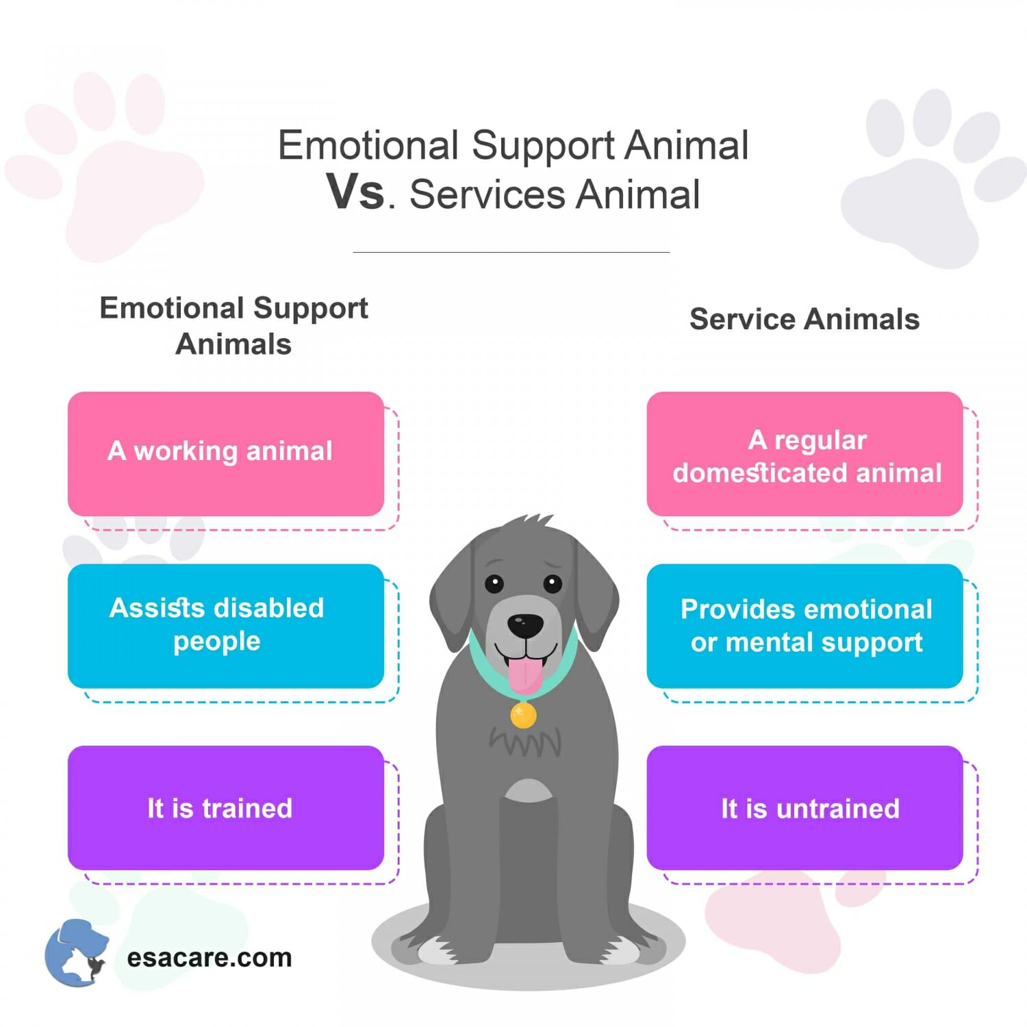 Flying With Emotional Support Animals Esa Care