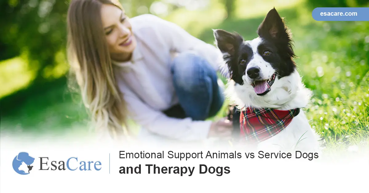 what is the difference between a service dog and a therapy dog