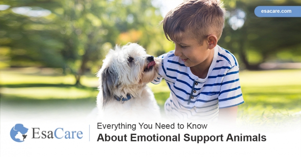 Everything You Need to Know About Emotional Support Animals