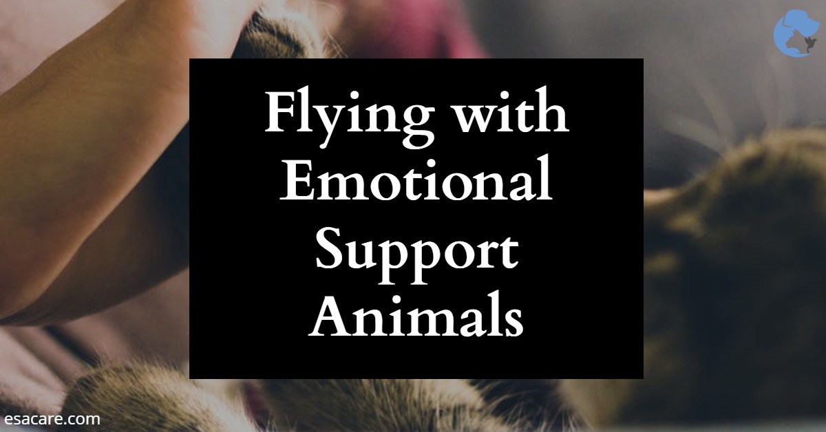 Flying with Emotional Support Animals ESA Care