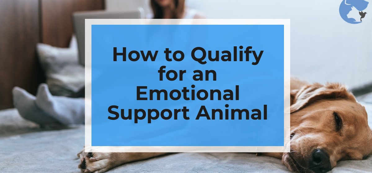 How to Qualify for an Emotional Support Animal ESA Care