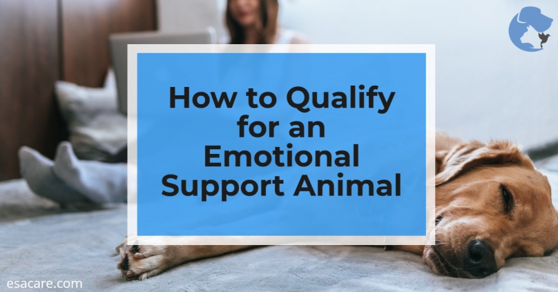 How to Qualify for an Emotional Support Animal - ESA Care