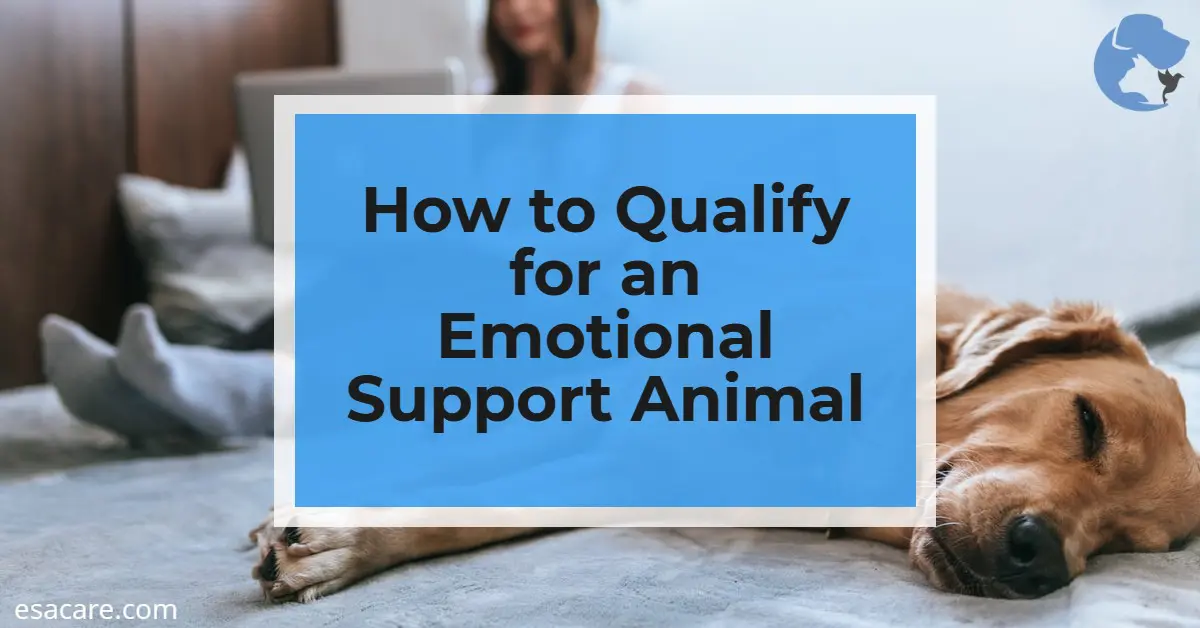 Qualifying for store emotional support animal