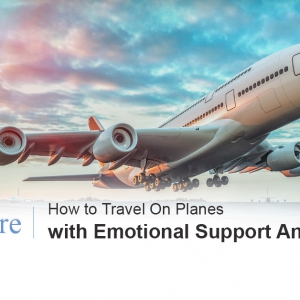 Emotional support animals on planes