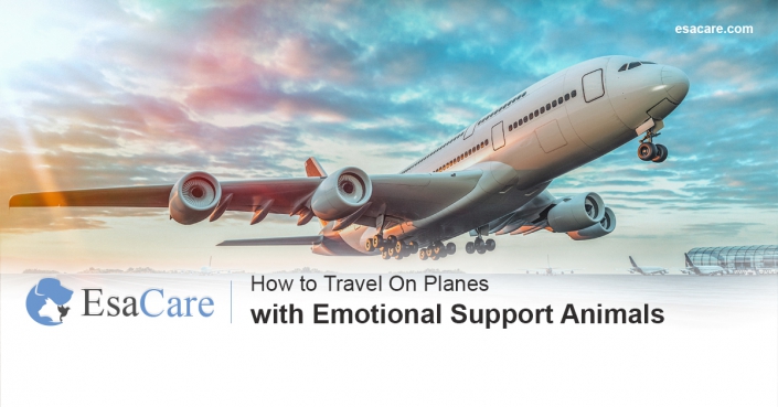Flying with Emotional support animals Emotional support animals on planes