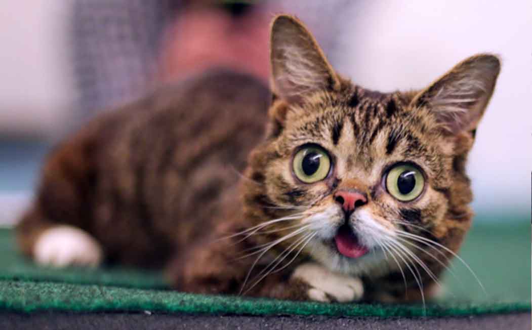 Lil Bub ESA Cat