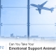 Emotional support animals planes