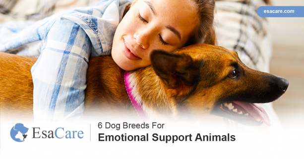 6 Dog Breeds For Emotional Support Animals - ESA Care