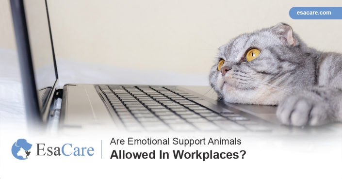 ESAs laws workplaces Emotional support animals laws workplaces