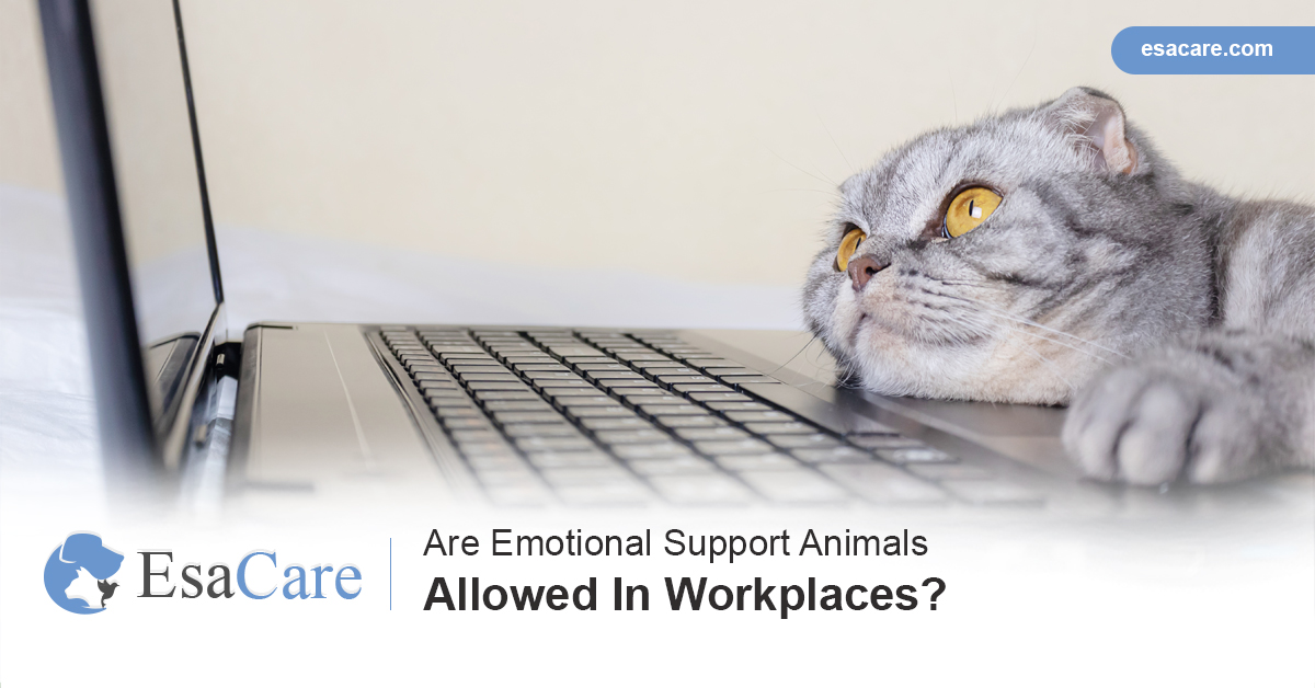 Emotional support animals laws workplaces