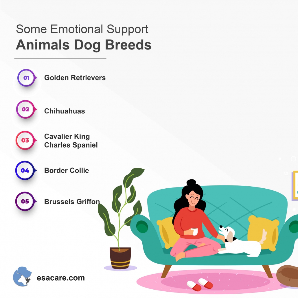 The Best Emotional Support Dog Breeds ESA Care