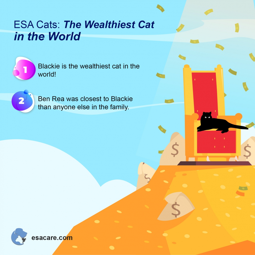 7 Ways Your ESA Cat Can Quickly Boost Your Quality of Life ESA Care