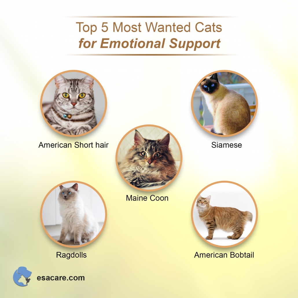 7 Ways Your ESA Cat Can Quickly Boost Your Quality of Life - ESA Care