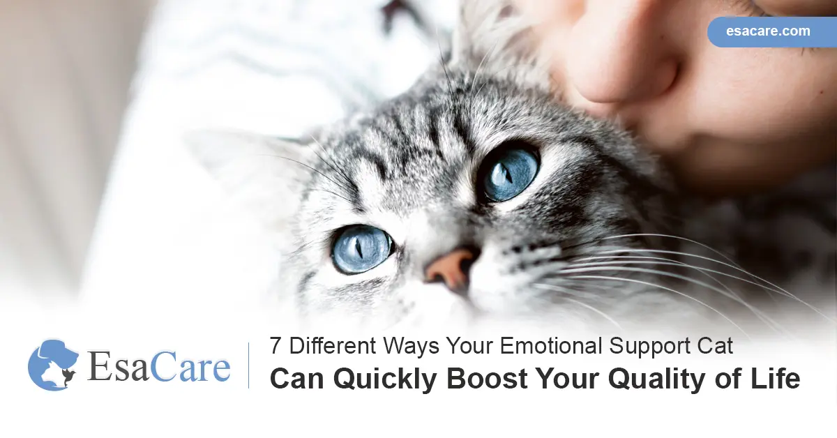 7 Ways Your Esa Cat Can Quickly Boost Your Quality Of Life Esa Care