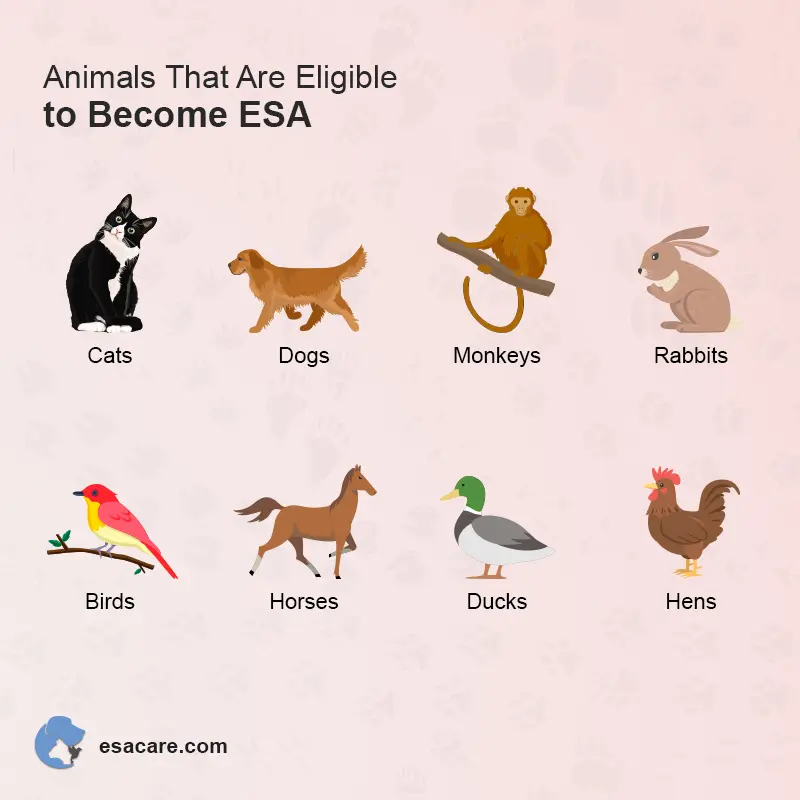 Common Misconceptions about Emotional Support Animals - ESA Care