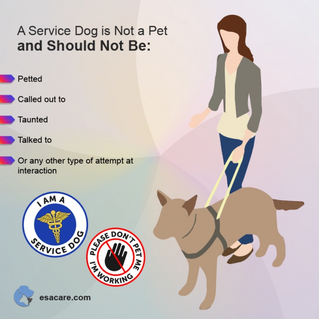 Service Dogs Are Not Pets Facts You Should Know ESA Care