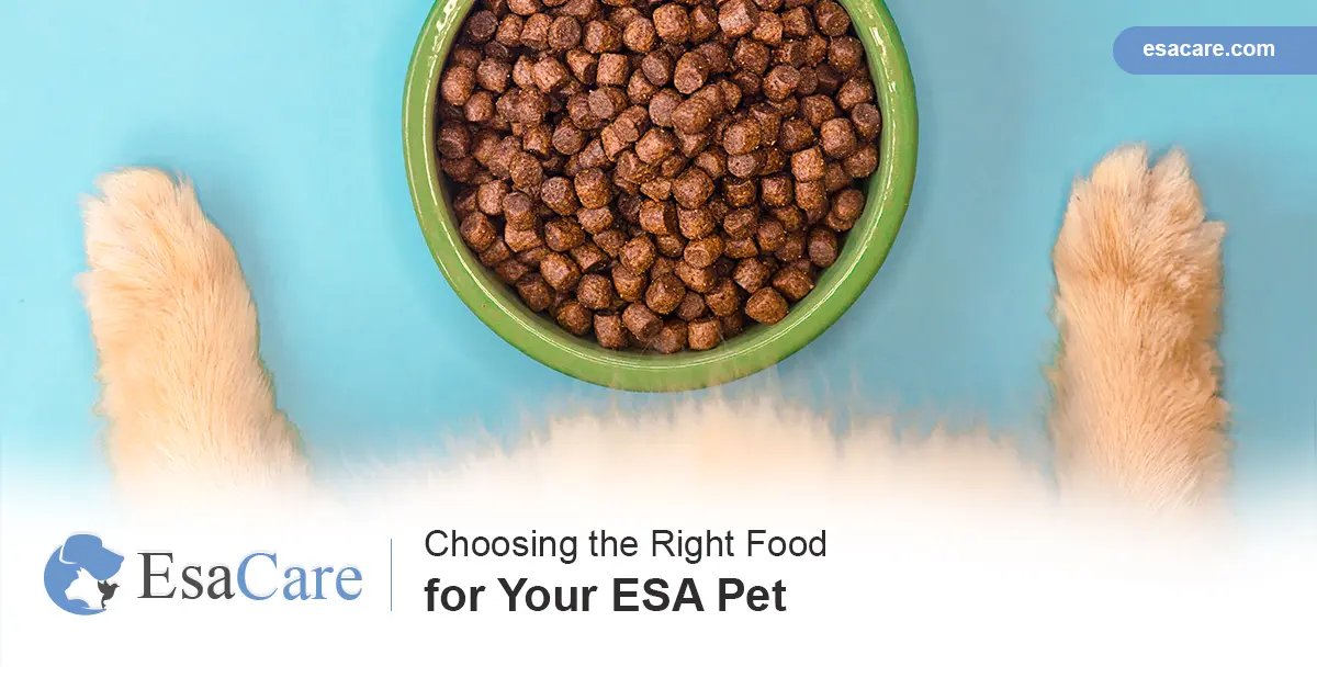 The best dog food: How to choose the right food for your pet