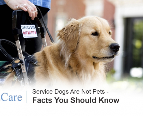 Service Dogs