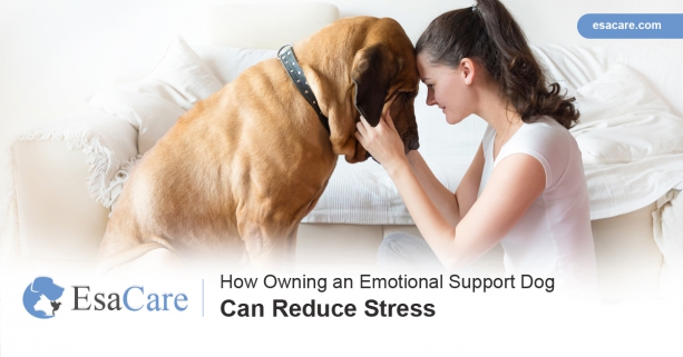 How Owning an Emotional Support Dog Can Reduce Stress - ESA Care