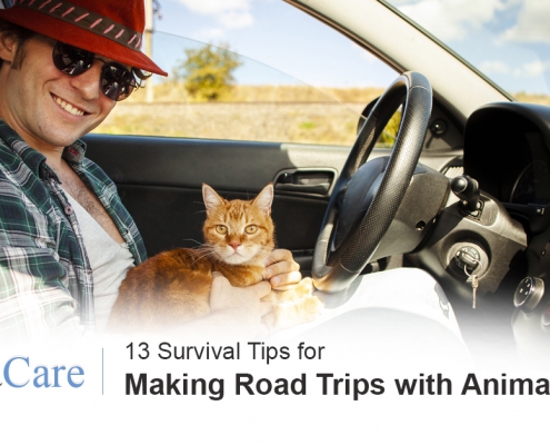 Road trips with pets