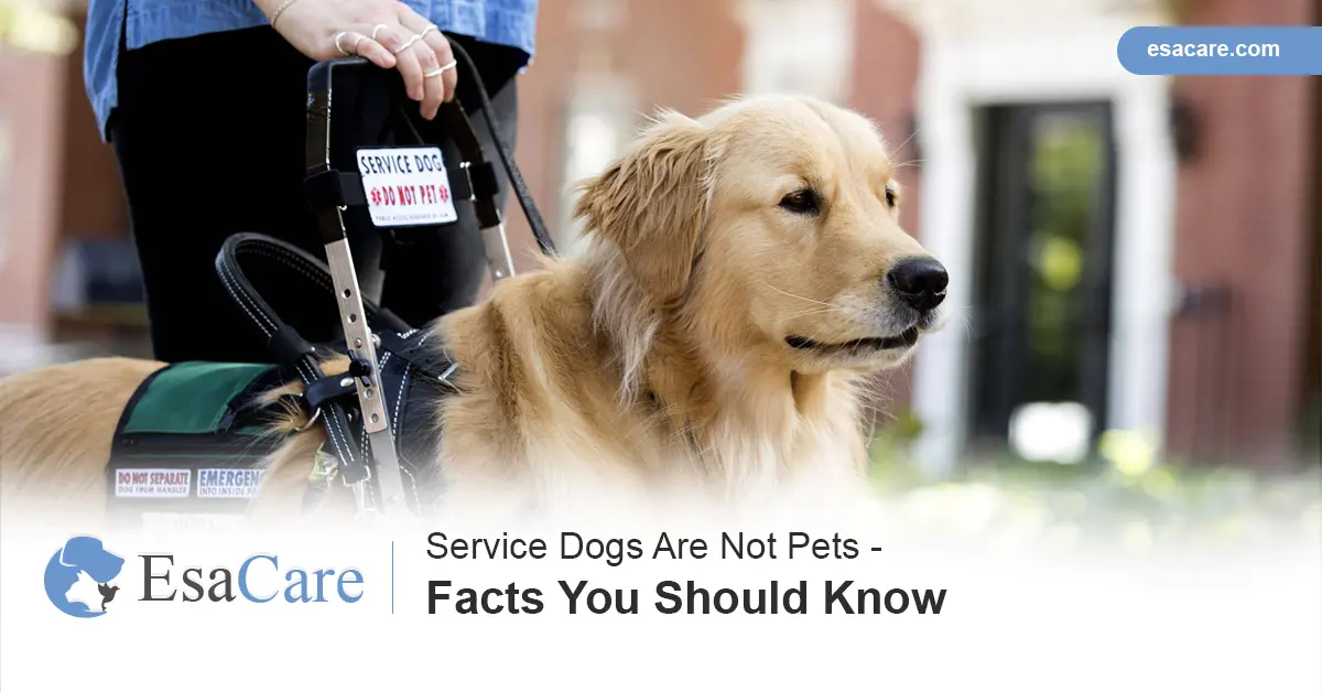 why you should never pet a service dog