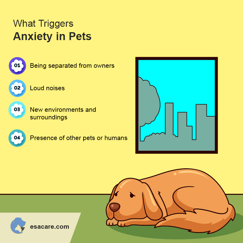 Anxiety in Pets