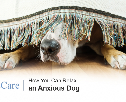 Anxious Dog