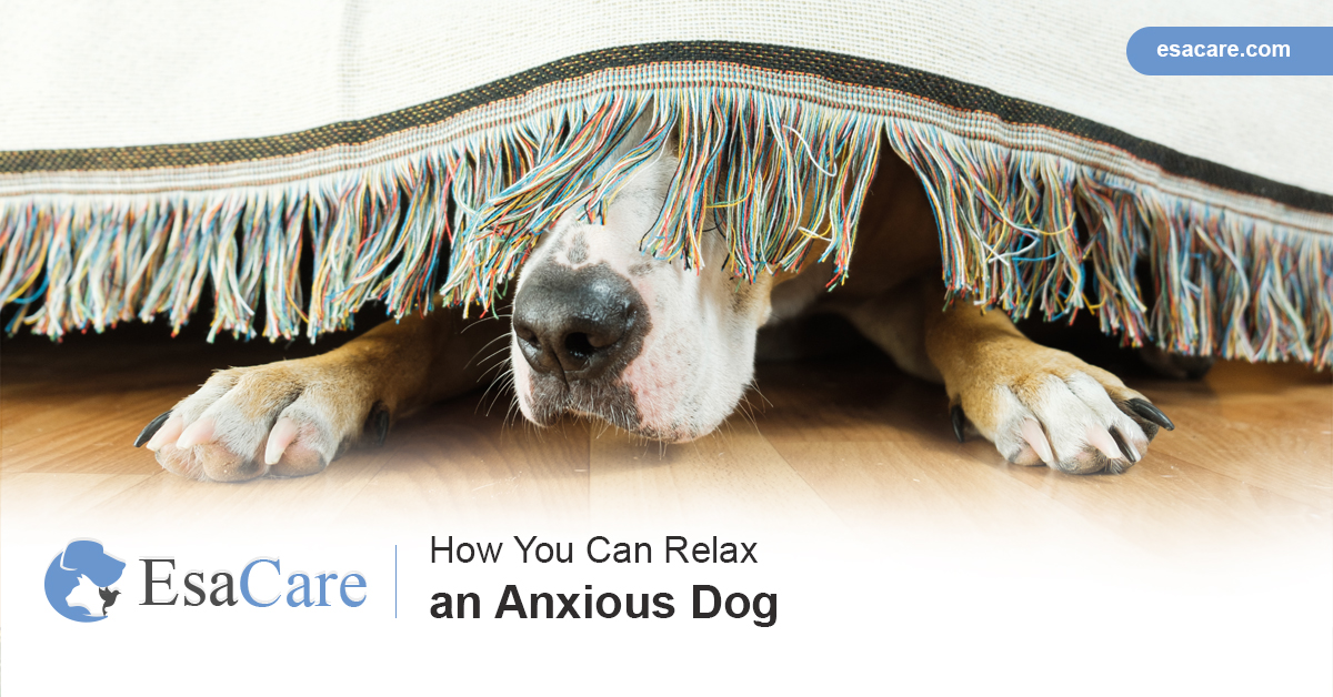 Anxious Dog