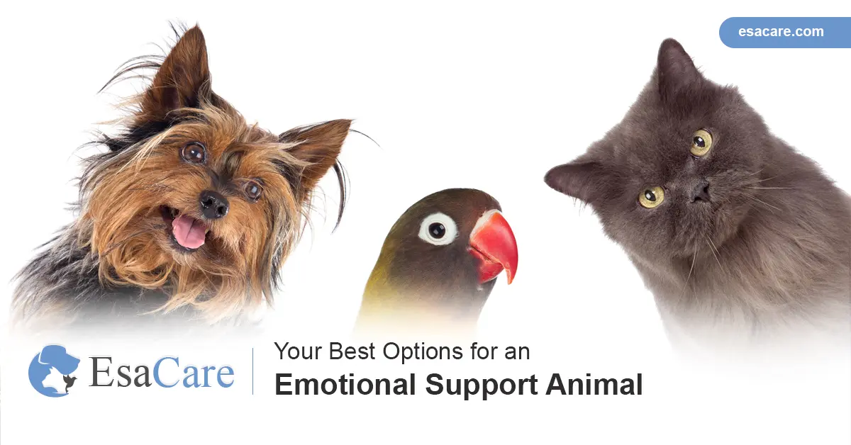 Small emotional best sale support animals