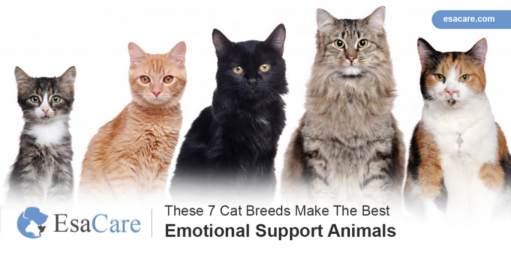 Cat Breeds Make The Best Emotional Support Animals Esa Care