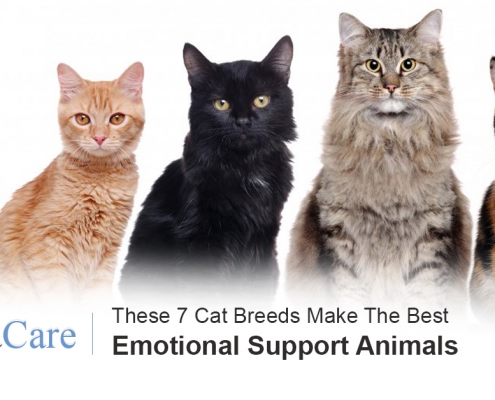 Emotional Support Animals