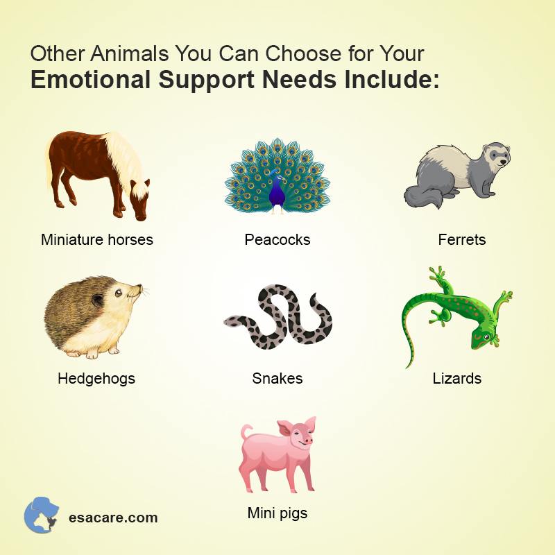 Emotional Animals