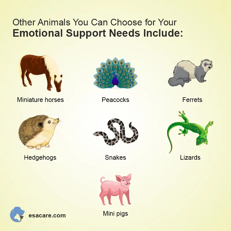 What Type of Animals Make for Good ESAs? - ESA Care