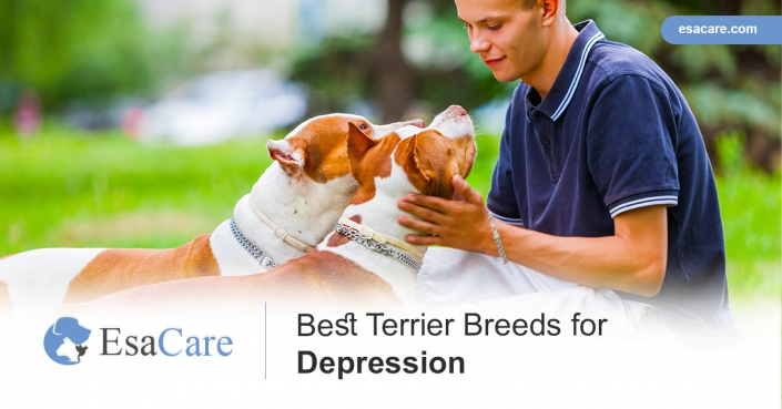 Best Terrier Breeds for Depression Terrier Breeds