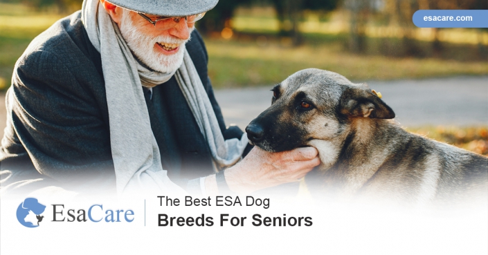 The Best ESA Dog Breeds For Seniors Dog Breeds