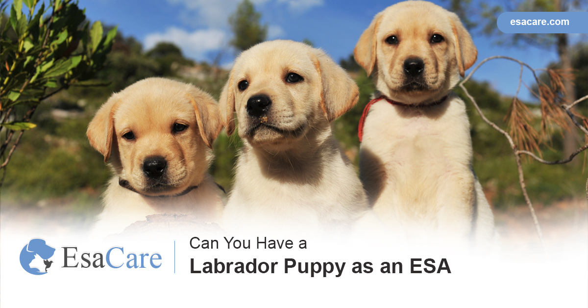 Labrador as an ESA
