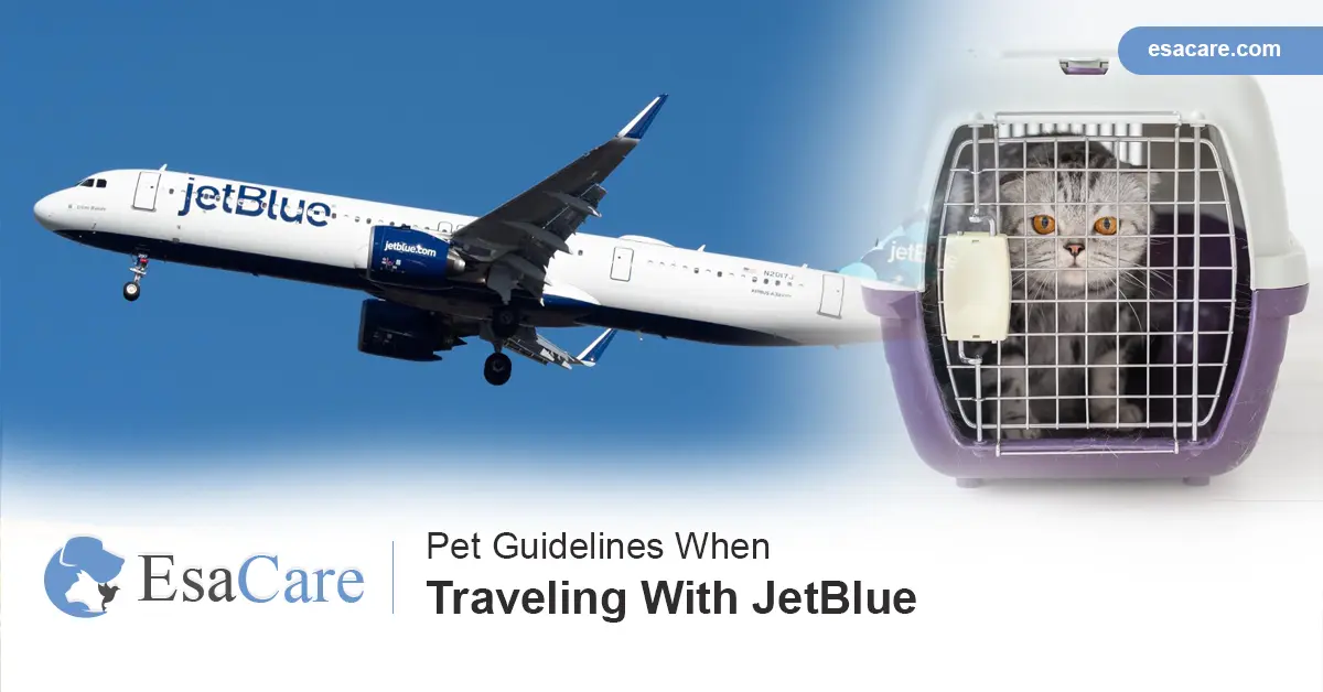 Pet Guidelines When Traveling With JetBlue - ESA Care