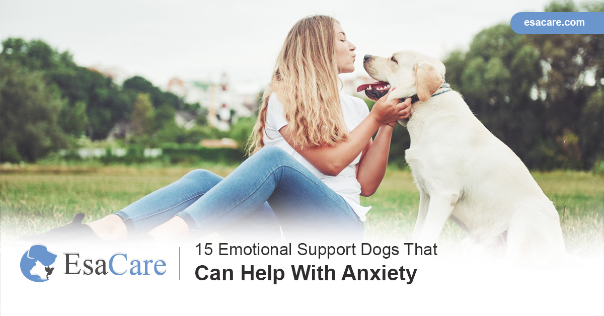 Emotional Support Dog