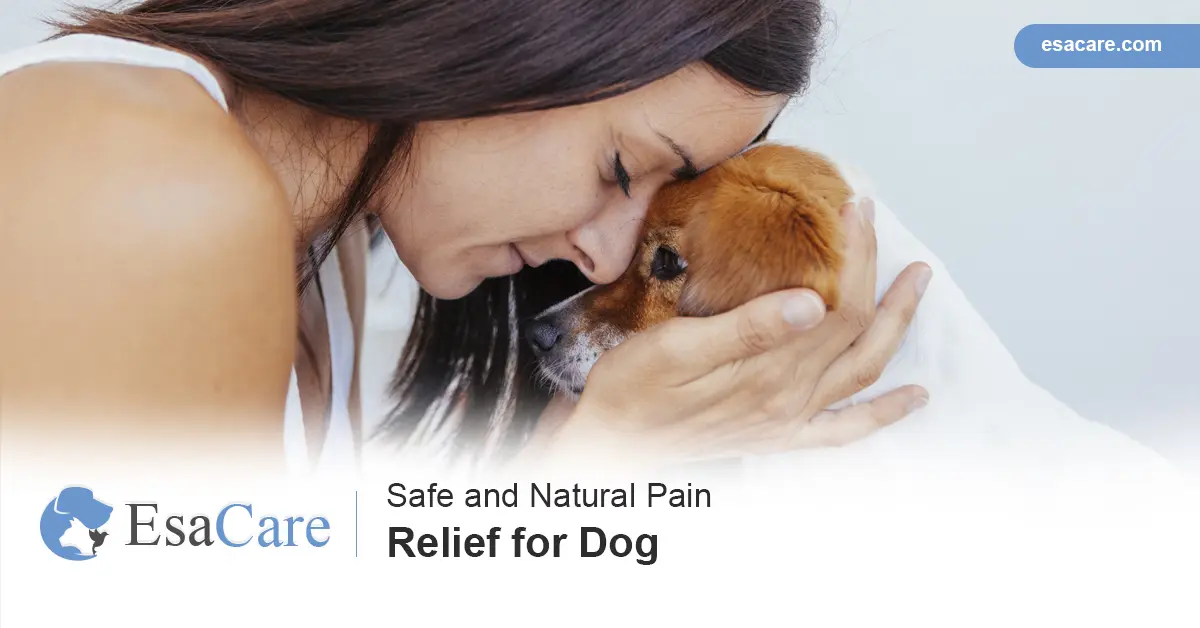 Pain relief outlet for dog