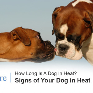 Dog in Heat