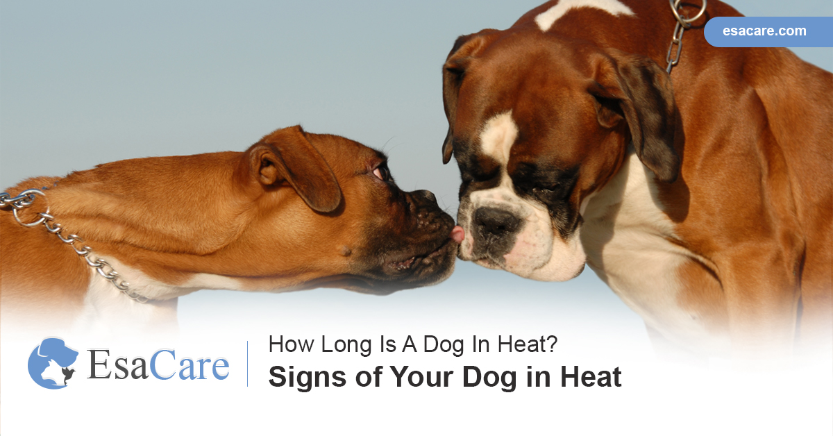 How long does a dog store in heat