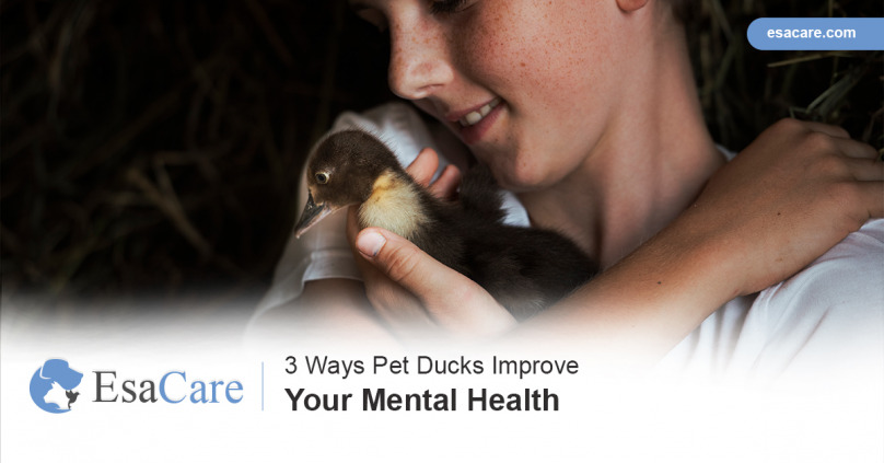 3 Ways Pet Ducks Improve Your Mental Health - ESA Care
