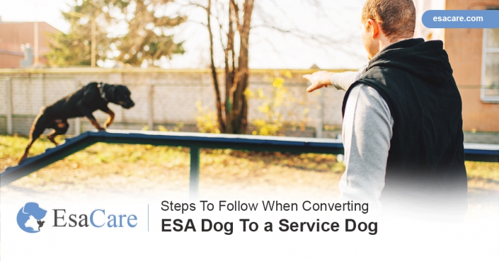 Steps To Follow When Converting ESA Dog To a Service Dog ESA Dog